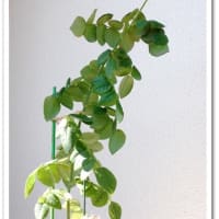 挿し木のその後 ４　ハダニ発生