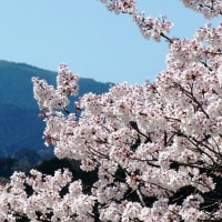 桜訪ねて　2024年　その3　河内長野市の桜(1)