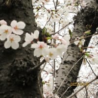 夙川公園のさくら・・桜の寿命について