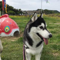 たかまる動物病院 もぐ あいしゃ かがり らくす