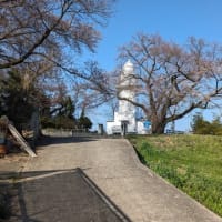 桜の灯台　岩崎ノ鼻灯台