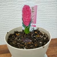 春を待つのに…
