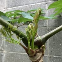 タラの芽、葉ゴボウ、タケノコ、好きな春の野菜