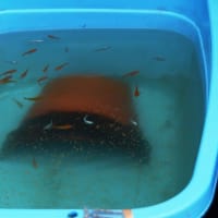 屋外の水槽台 サンキューの空間 メダカの日記