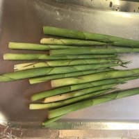 タケノコ採り