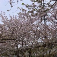 桜散り始めました。