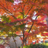 散歩、氷川参道歩き！