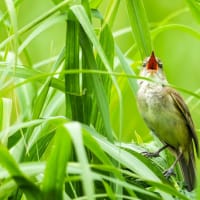 オオヨシキリの囀り