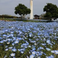 5/5（月）いわき市　ウロコジュウ