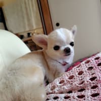 蓮ちゃんナナちゃん美容院へ