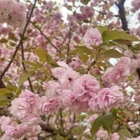 奏の杜公園　八重桜が綺麗