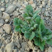 芽が出ました・・・