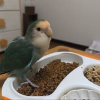 いい枕が来ました😌🍀