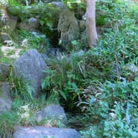 ぶら散歩～等々力渓谷