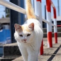 九州F島の猫たち　2025年4月　その9