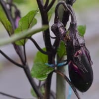菜園の状況は