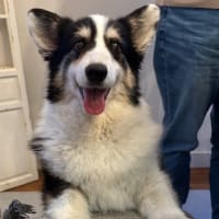 20250427の猫たちと時々犬