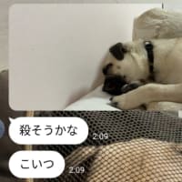 パグを虐待する彼女 【動物虐待】【犬を虐待】【パグ】