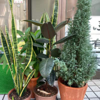 100円ショップの観葉植物