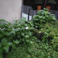 片隅のアジサイが咲いていました
