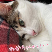 そらちゃん八岁了