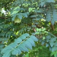 秘められた大和パワー山椒を深掘り