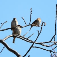 近くの沼で野鳥撮影