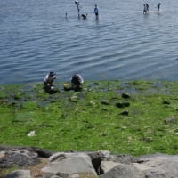 横浜海の公園散策