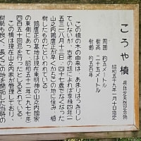 樅ノ木の高野槙