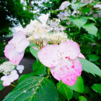 アジサイがきれいです！（板橋区立赤塚植物園 2025.6.15撮影）