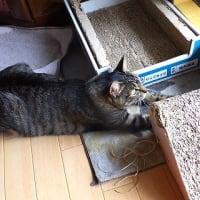バードウォッチングスタイル