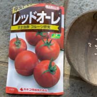 トマトを播種しました(^^)/ (4月7日)