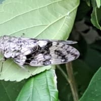 灼熱の井戸寺へ