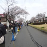 薄曇りの中、桜を見に行ってきました