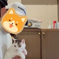 我が家のネコさま