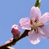 庭の実桃 2024（１）春の花 
