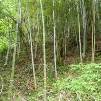 三尺ささげの定植準備完了