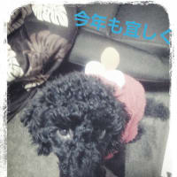 2013明けましておめでとうございます♪今年も宜しくお願いします(^-^)