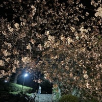 日和山公園の夜桜