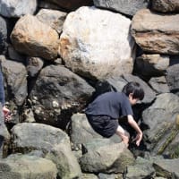 江の島・さざえ島