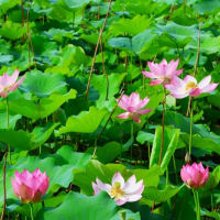 前回のブログで、蓮の花を見に行って、花は皆無で有る事を投稿致しましたが、凡そ1週間に為り、再度今日開花の状態を見て来ました、ボチボチと花を看る事が出来雨の落ちぬ間に急いで帰宅しました。