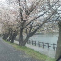 雨の一日　桜もしっとりと！！