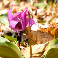 薄紫色のカタクリの花