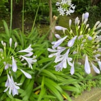 「さがみの仲良し小道」では「アガパンサス」が咲き始めた！！