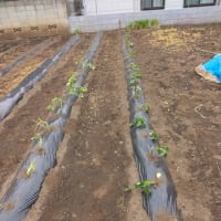 サツマイモの植付け