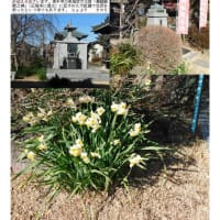 花巡り「梅－361」  幸手　満福寺