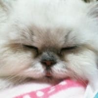 ララちゃんへ。