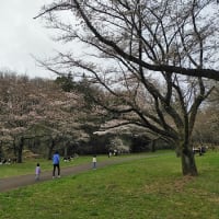聖蹟桜ヶ丘下車、桜ヶ丘公園でお花見