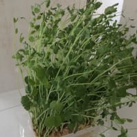 4月22日(水)生ハム冷製スパ