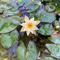水辺のお花たち